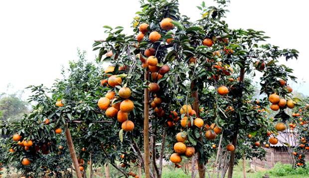 Muốn có thực phẩm an toàn, gốc rễ phải bắt đầu từ sản xuất -0