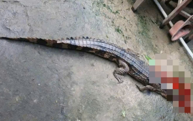 Bị phạt 315 triệu đồng vì để cá sấu quý hiếm xổng chuồng cắn người -0