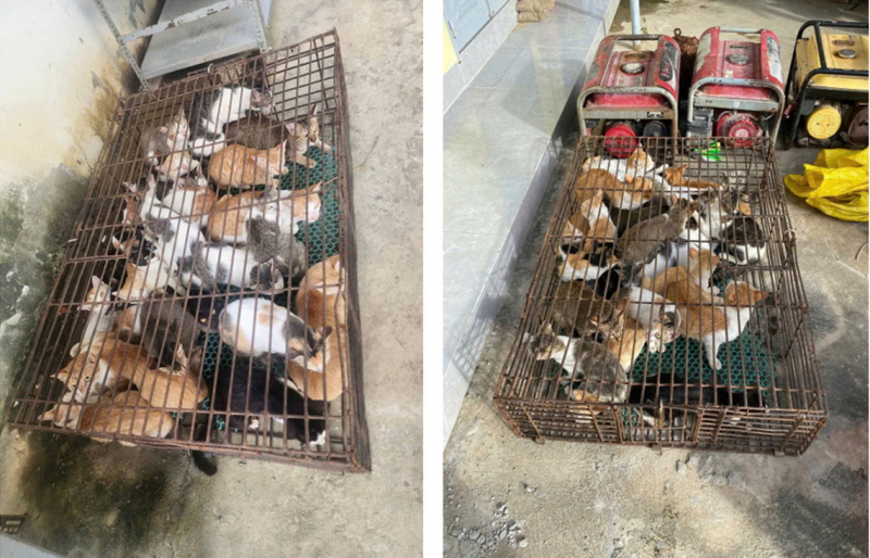 Công an xã giải cứu hàng chục 