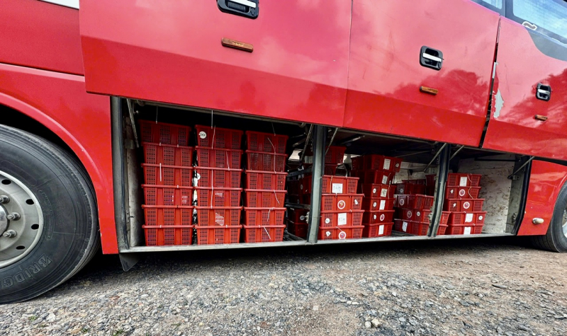 Bắt giữ gần một tấn rắn hổ mang vận chuyển trái phép -0