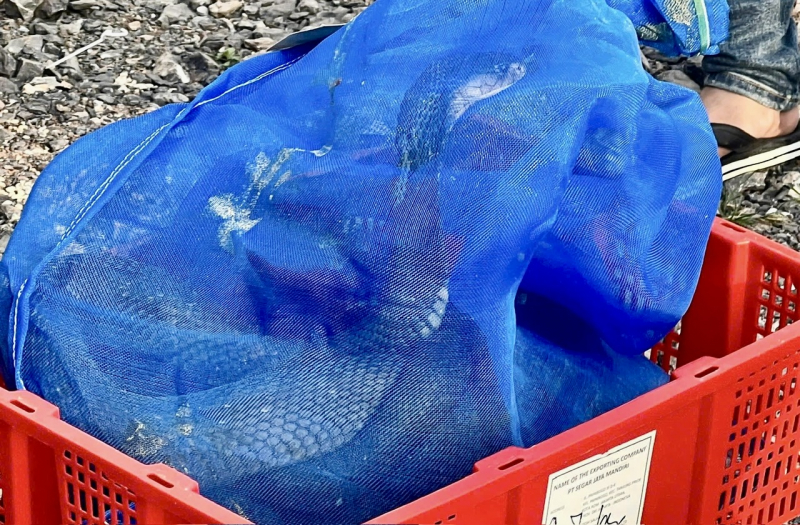 Bắt giữ gần một tấn rắn hổ mang vận chuyển trái phép -1