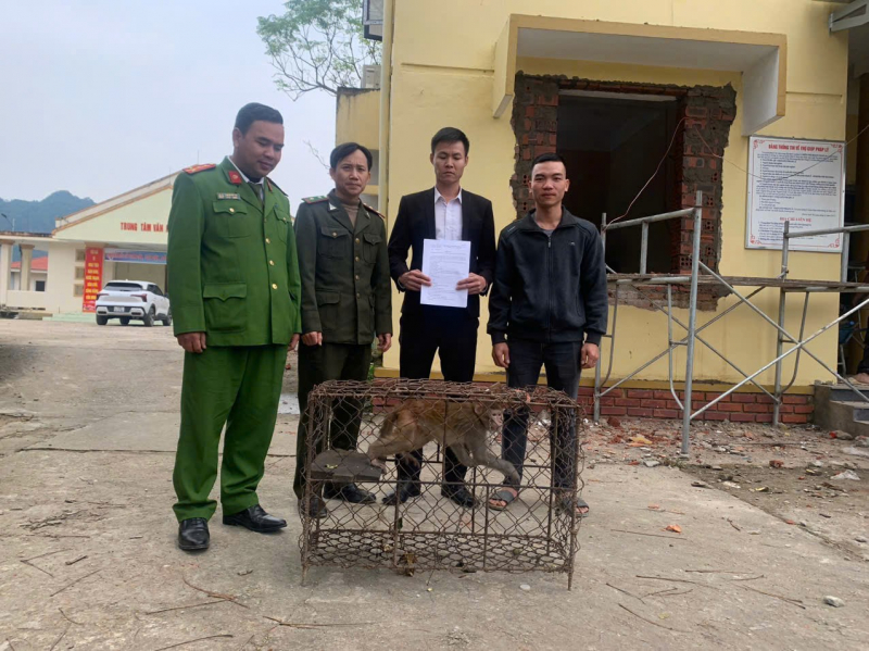 Thả 3 cá thể khỉ vàng quý hiếm về Vườn quốc gia Phong Nha Kẻ Bàng -0