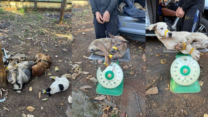 Công an xã triệt phá nhóm đối tượng trộm chó -0