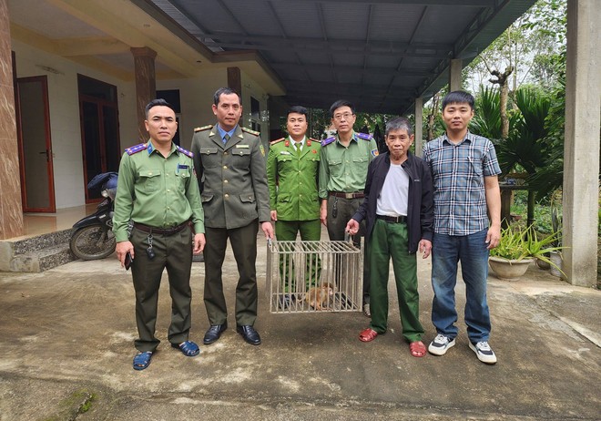 Thả 3 cá thể khỉ vàng quý hiếm về Vườn quốc gia Phong Nha Kẻ Bàng -0