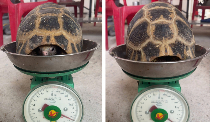 Người dân phát hiện và giao nộp 2 cá thể rùa núi vàng quý hiếm -0