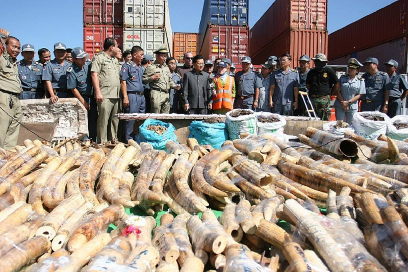 Tội phạm Môi trường  trỗi dậy thành mối đe dọa Toàn cầu -0