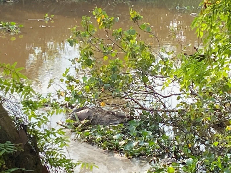Truy tìm tung tích nạn nhân được phát hiện trên đoạn kênh đầy lục bình  -0