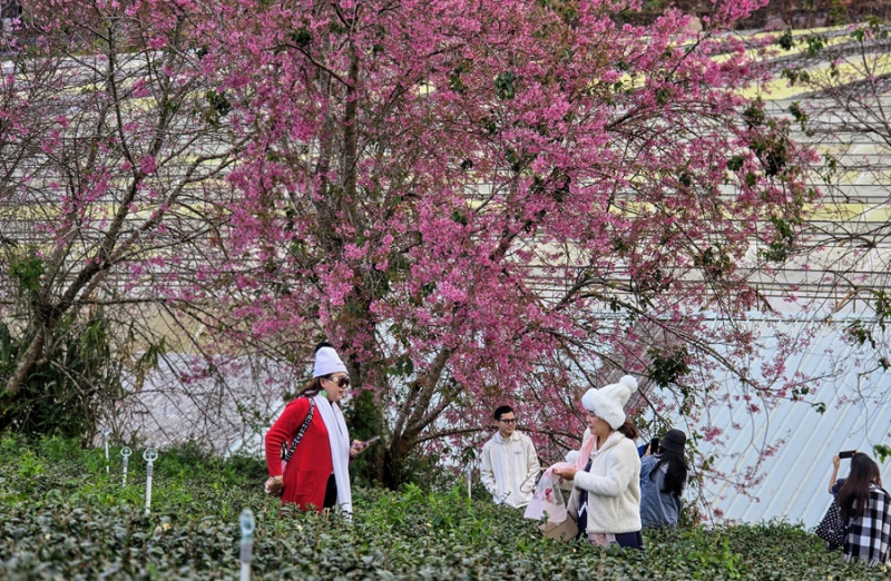 650.000 khách du lịch tới Lâm Đồng dịp nghỉ Tết Dương lịch 2026 -0