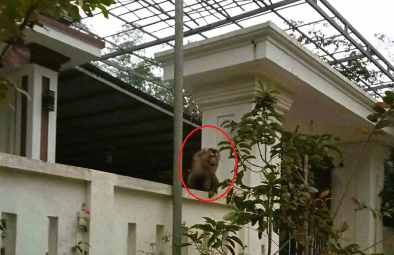 Một con khỉ hoang tấn công người phụ nữ ở Thanh Hoá khâu 15 mũi -0