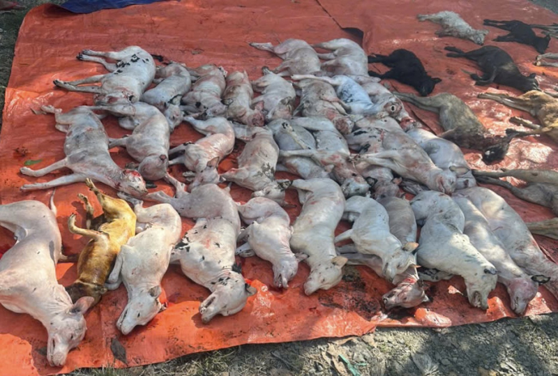 Triệt phá đường dây trộm và tiêu thụ chó mèo “khủng” ở Tây Ninh -3