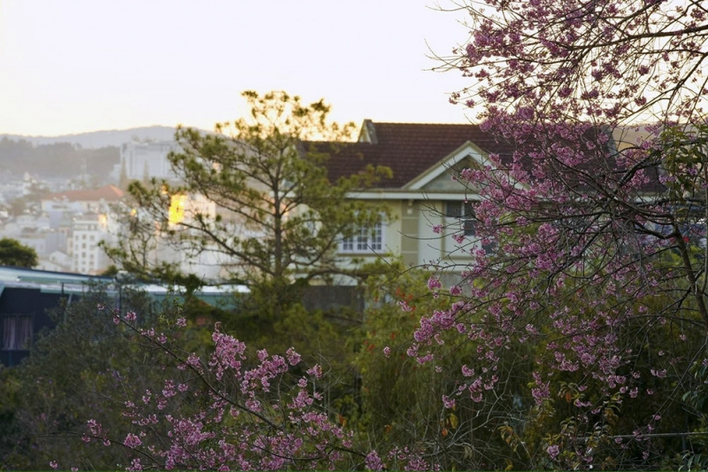 Mùa mới thật Đà Lạt -0