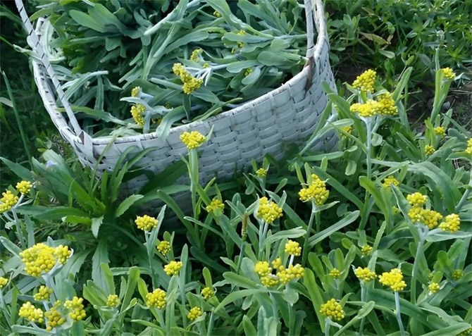 Cánh đồng rau khúc -0