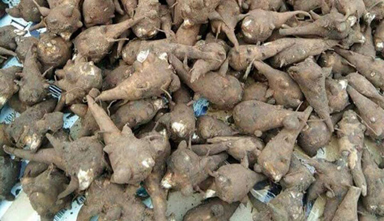 Bệnh viện 19-8 cứu sống một phụ nữ ngộ độc củ ấu tàu -0