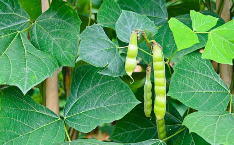 Bộ Y tế vào cuộc vụ nghi ngộ độc ở Ninh Bình khiến 2 người hôn mê, 4 người cấp cứu  -0