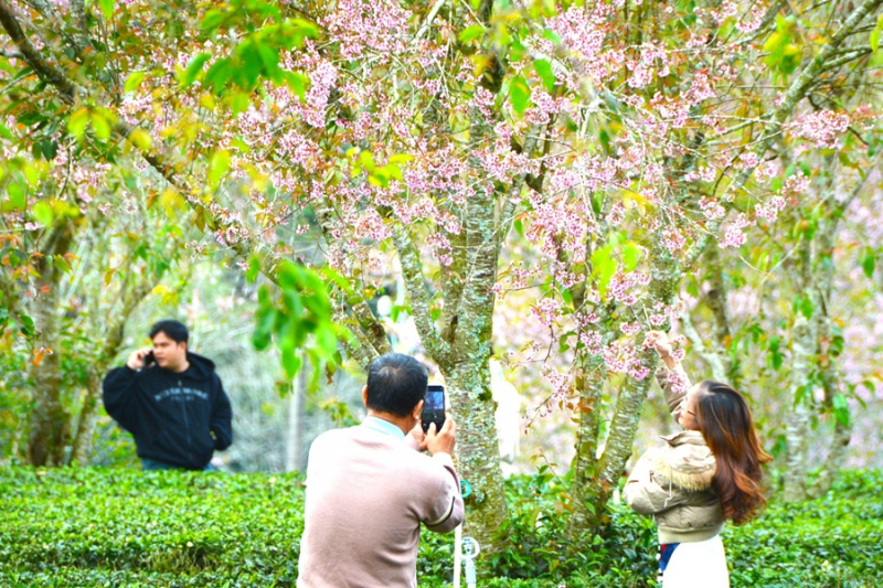 Du khách chen chân ngắm mai anh đào Đà Lạt nở rộ -0