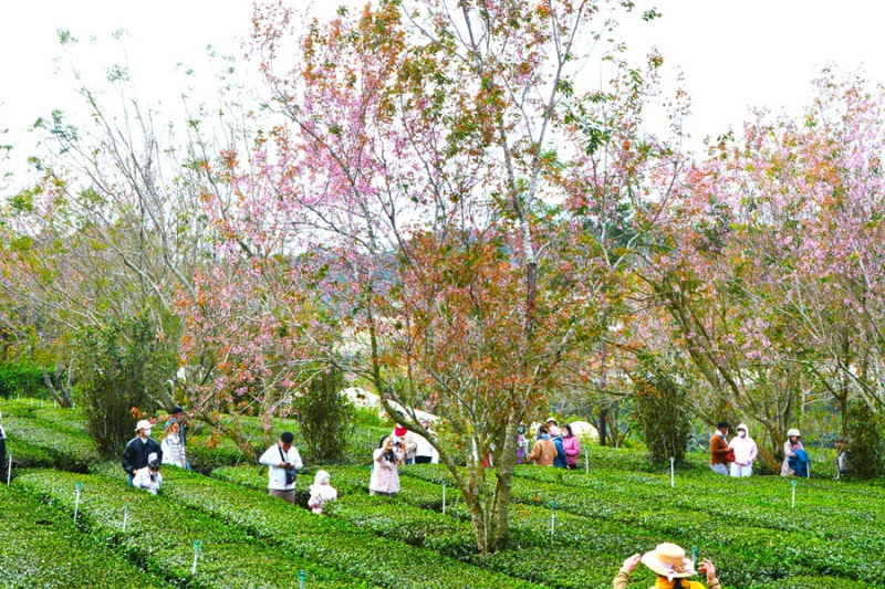 Du khách chen chân ngắm mai anh đào Đà Lạt nở rộ -0
