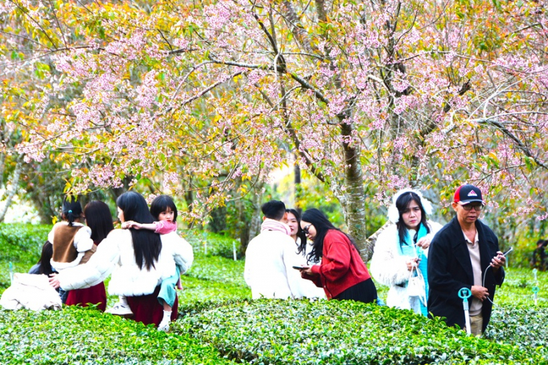 Du khách chen chân ngắm mai anh đào Đà Lạt nở rộ -0