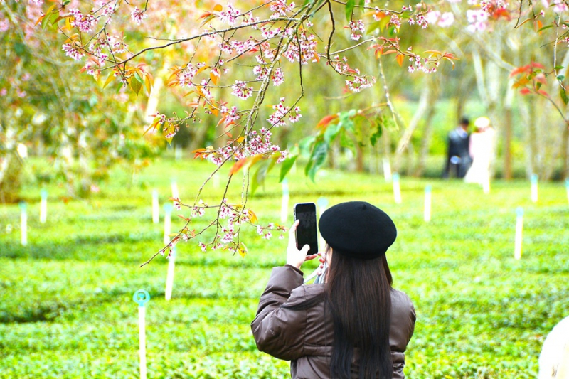 Du khách chen chân ngắm mai anh đào Đà Lạt nở rộ -0