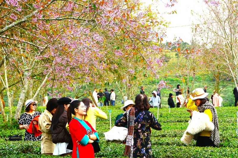 Du khách chen chân ngắm mai anh đào Đà Lạt nở rộ -0