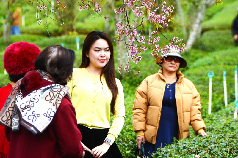 Du khách chen chân ngắm mai anh đào Đà Lạt nở rộ -0