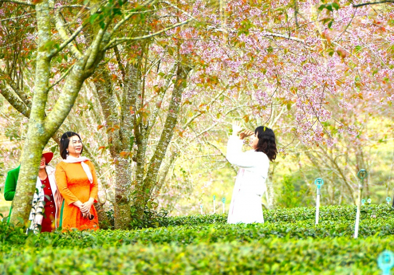 Du khách chen chân ngắm mai anh đào Đà Lạt nở rộ -0