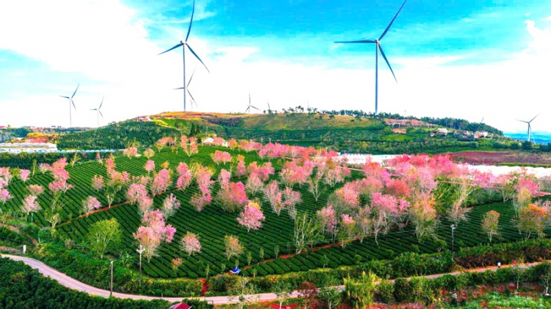 Du khách chen chân ngắm mai anh đào Đà Lạt nở rộ -0