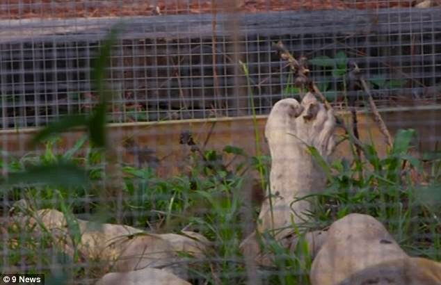 Body Farm - Trang trại tử thi hỗ trợ pháp y tin cậy -0