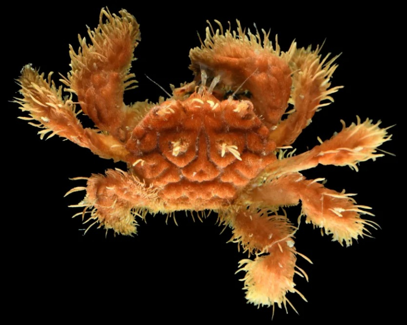 Tìm thấy nhiều loài sinh vật cực lạ dưới đáy đại dương -0