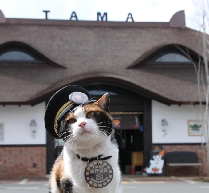 Chú mèo làm lãnh đạo ga tàu ở Nhật -0