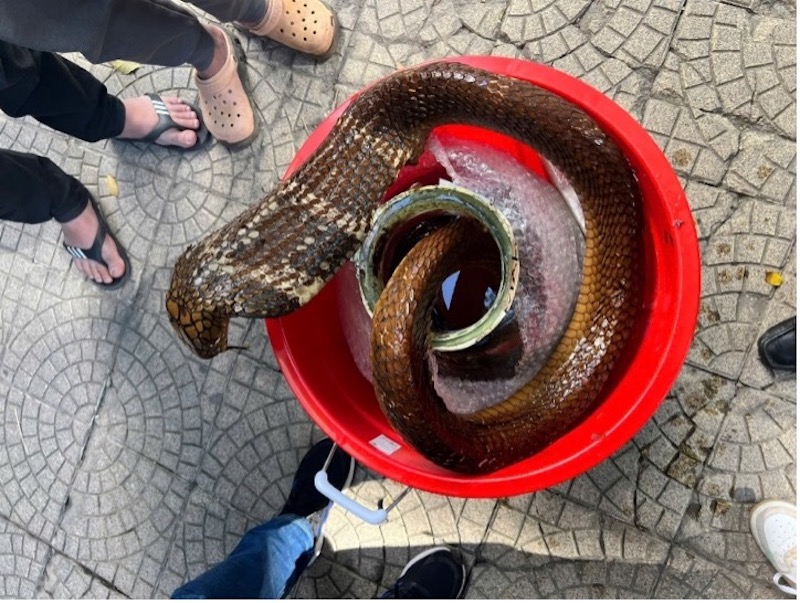  Mua bán rắn hổ mang chúa, một đối tượng bị khởi tố -0