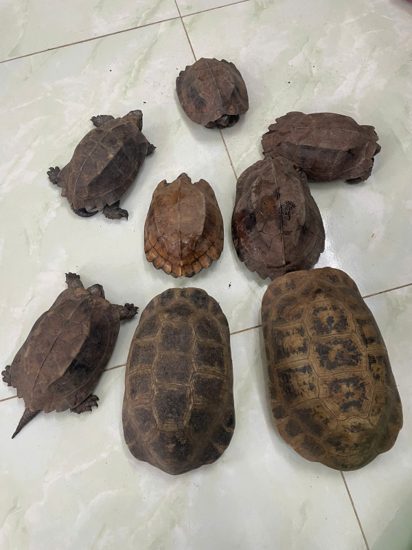      Người dân giao nộp 8 cá thể rùa quý hiếm sau khi nhặt được trên đường -0