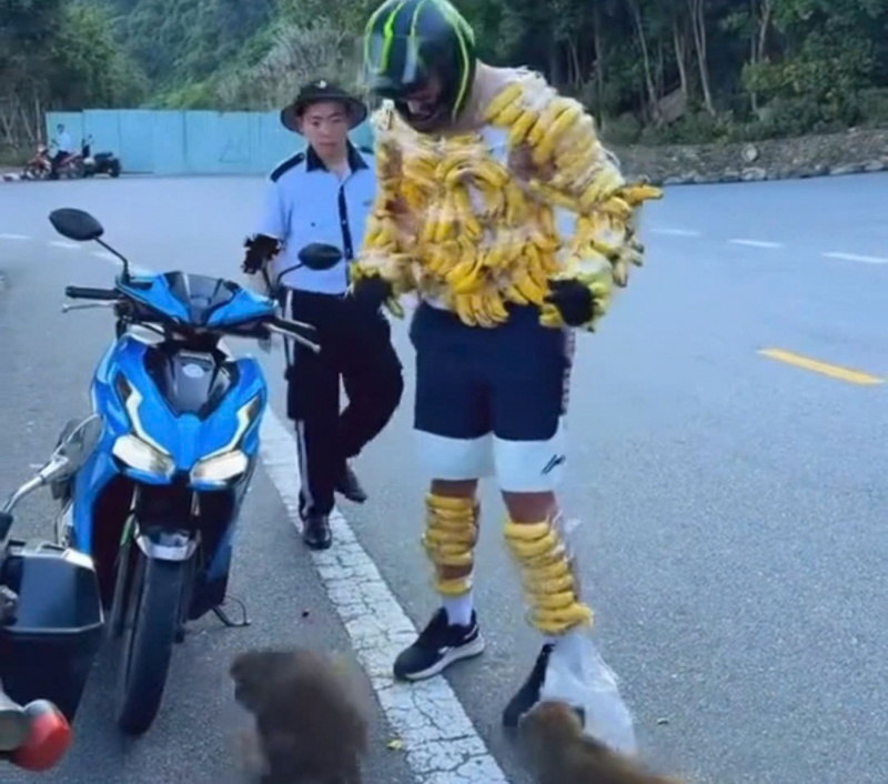 Phản cảm du khách quấn chuối “chọc” khỉ ở bán đảo Sơn Trà, Đà Nẵng -0