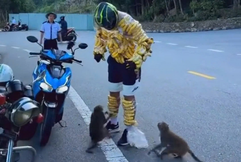 Phản cảm du khách quấn chuối “chọc” khỉ ở bán đảo Sơn Trà, Đà Nẵng -1