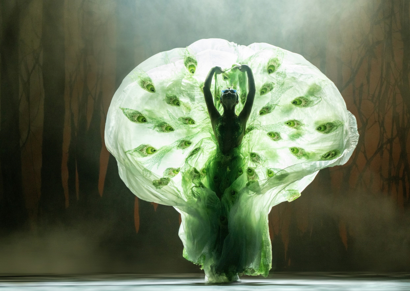 “Chim công làng múa” Dương Lệ Bình đưa vở “Khổng Tước” đến Việt Nam -0