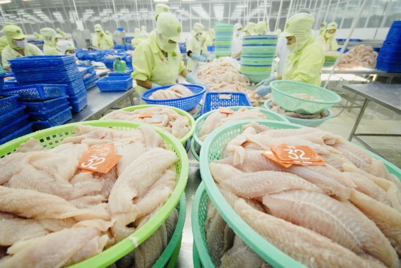 “Cơ hội vàng” cho ngành cá tra vươn mình -0