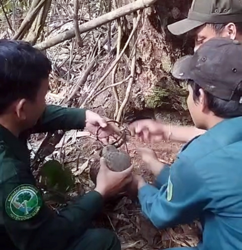 Giải cứu và thả 2 cá thể Tê tê quý hiếm bị mắc bẫy về rừng tự nhiên -0
