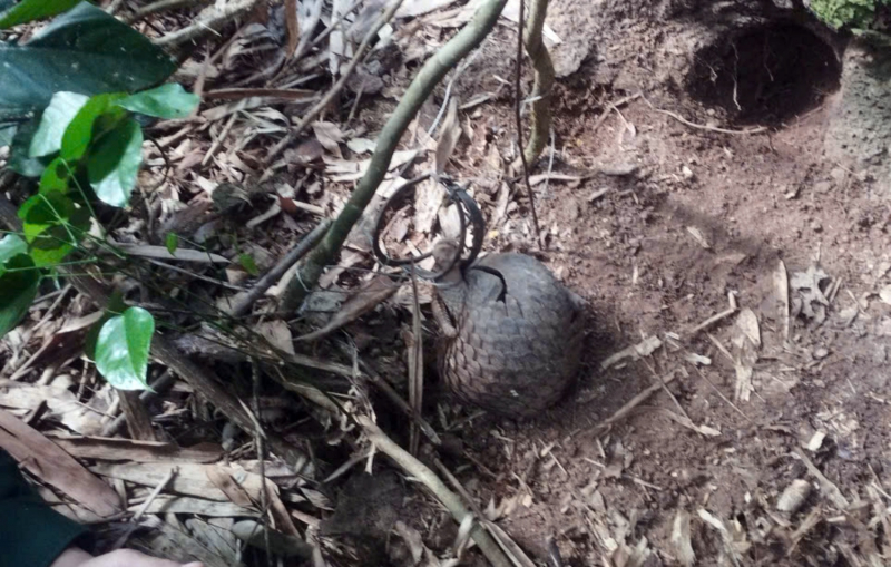 Giải cứu và thả 2 cá thể Tê tê quý hiếm bị mắc bẫy về rừng tự nhiên -0