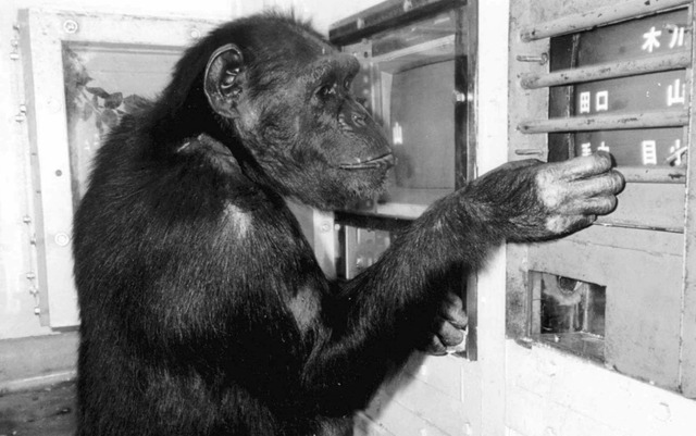 Tinh tinh “thiên tài” ở Nhật Bản qua đời -0