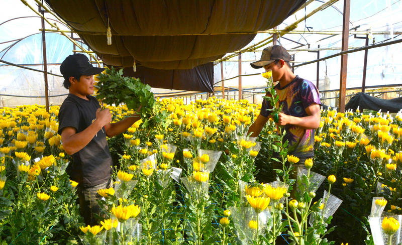 Thủ phủ hoa Đà Lạt vào mùa rộn ràng nhất năm -0