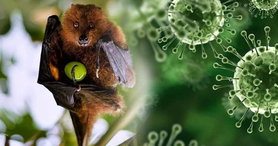 Virus Nipah bùng phát tại Ấn Độ, Việt Nam tăng mức cảnh báo -0