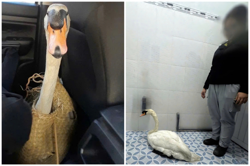 Công an nhanh chóng truy xét, giải cứu cá thể thiên nga bị trộm tại Thảo Cầm viên Sài Gòn -1