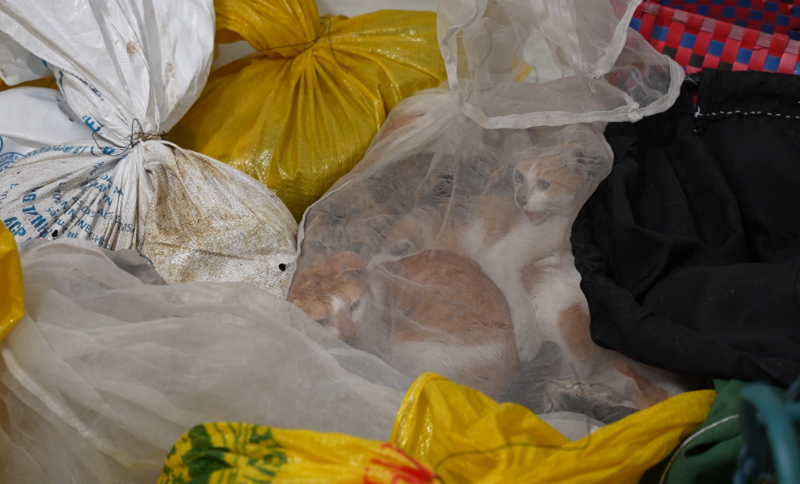 Bắt quả tang nhóm đối tượng trộm cắp, thu gom gần 100kg chó, mèo đem tiêu thụ -1