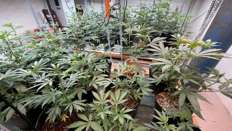 Khởi tố vụ trồng, tàng trữ, mua bán cần sa lớn nhất từng phát hiện tại Đà Nẵng -0