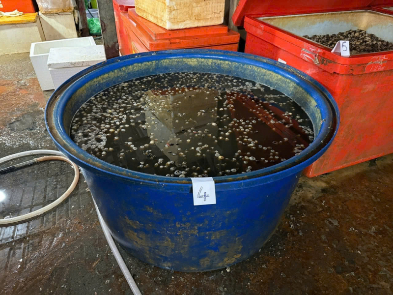 Chủ cơ sở chế biến, bán 3.000 tấn ốc ngâm hóa chất cho quán nhậu, nhà hàng khai gì? -3