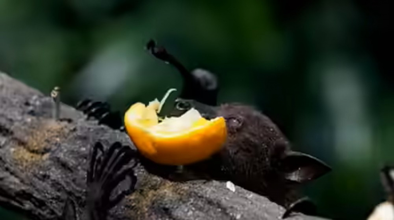 Bộ Y tế khuyến cáo sử dụng thực phẩm an toàn trước dịch bệnh Nipah -0