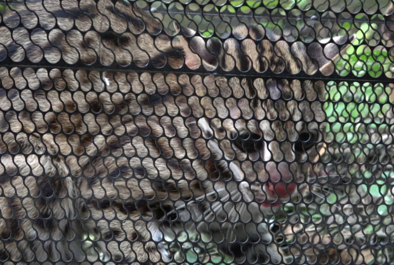 Mất gà, người dân đặt bẫy bắt được mèo rừng quý hiếm -0