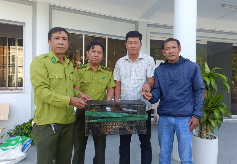 Mất gà, người dân đặt bẫy bắt được mèo rừng quý hiếm -0