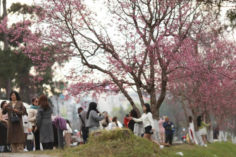 Đà Lạt rộn ràng đêm nghệ thuật mừng mùa hoa mai anh đào -0