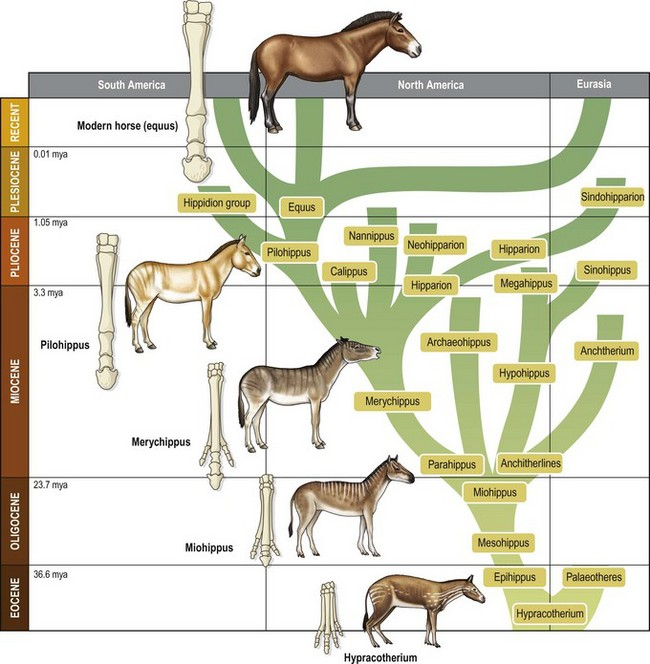 17_tết_ Ngựa - linh vật và những bí ẩn -0
