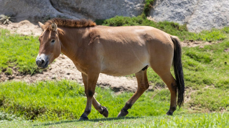 17_tết_ Ngựa - linh vật và những bí ẩn -0